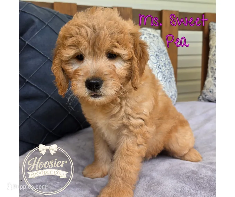Sweet Pea – Goldendoodle puppy for sale in Bedford, IN
