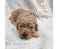 Bluebell, a female Goldendoodle for sale in Bedford, IN – 4 of 6