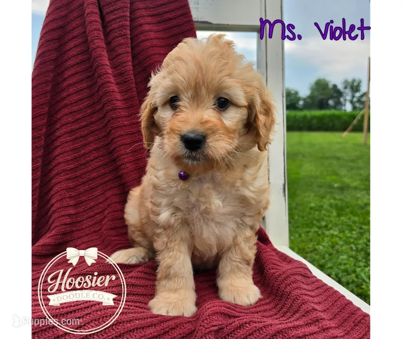 Violet – Goldendoodle puppy for sale in Bedford, IN