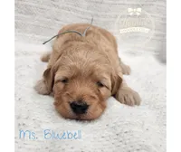 Bluebell, a female Goldendoodle for sale in Bedford, IN – 3 of 6