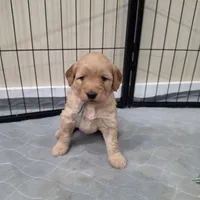 Bluebell, a female Goldendoodle for sale in Bedford, IN – 2 of 6