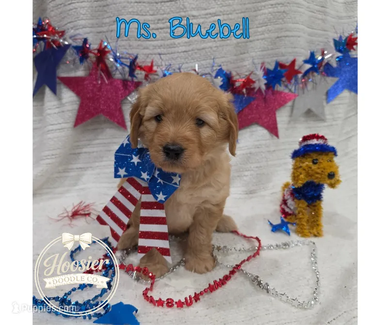 Bluebell – Goldendoodle puppy for sale in Bedford, IN