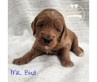Bud, a male Goldendoodle for sale in Bedford, IN – 3 of 7