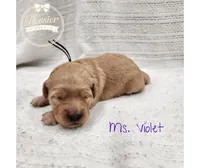 Violet, a female Goldendoodle for sale in Bedford, IN – 4 of 6