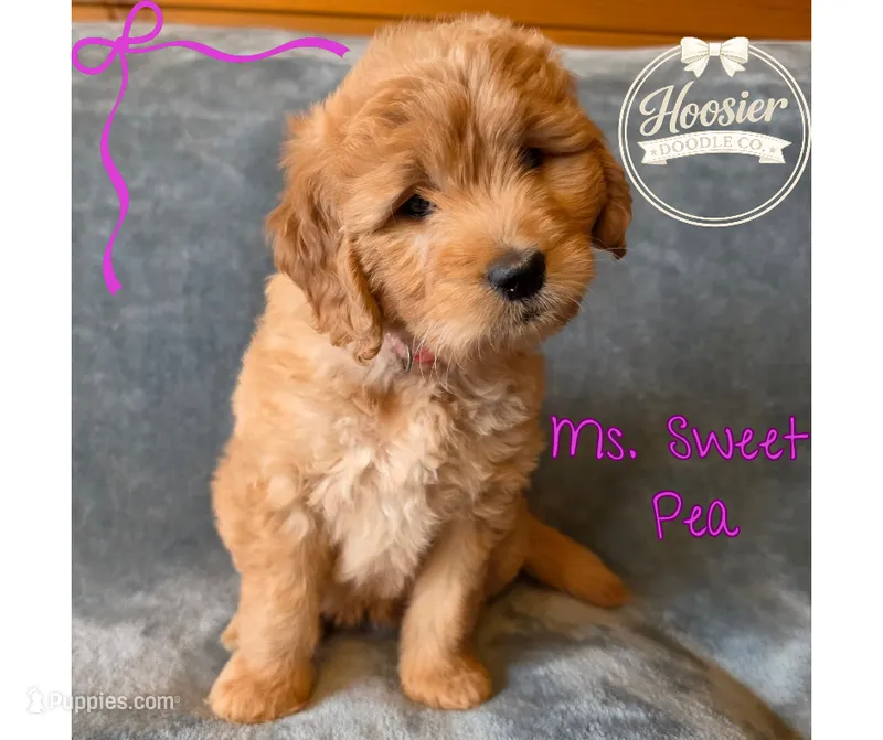 Sweet Pea – Goldendoodle puppy for sale in Bedford, IN