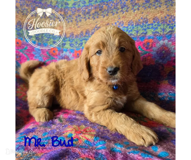 Bud – Goldendoodle puppy for sale in Bedford, IN