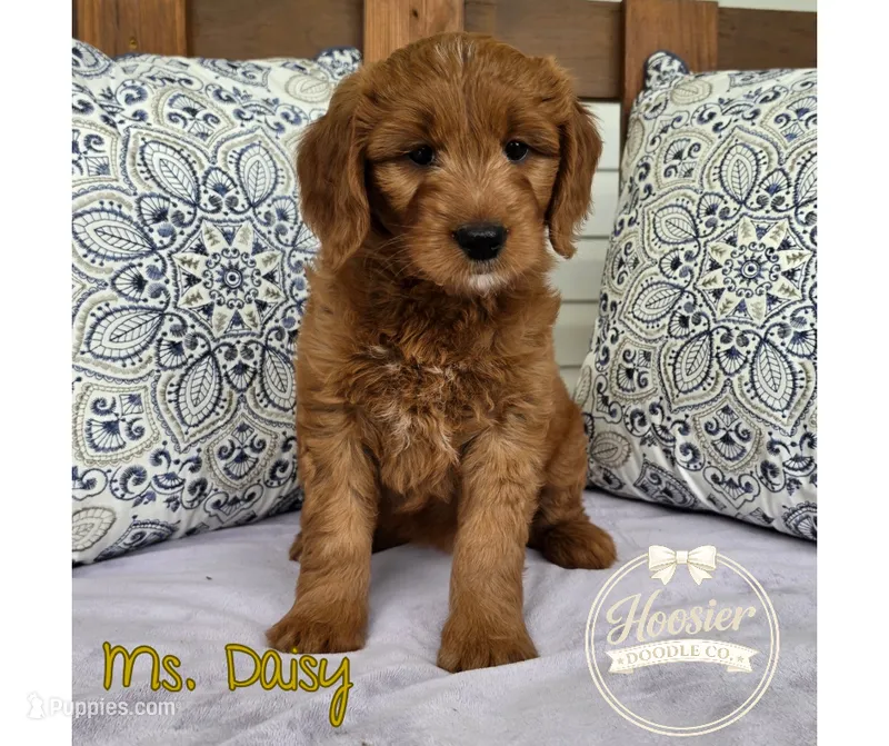 Daisy – Goldendoodle puppy for sale in Bedford, IN