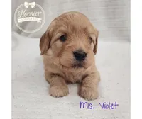 Violet, a female Goldendoodle for sale in Bedford, IN – 2 of 6