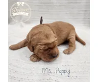 Poppy, a female Goldendoodle for sale in Bedford, IN – 4 of 6