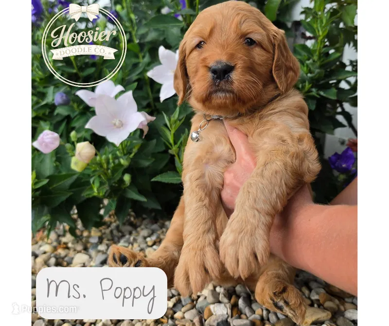 Poppy – Goldendoodle puppy for sale in Bedford, IN