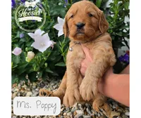 Poppy, a female Goldendoodle for sale in Bedford, IN – 1 of 6