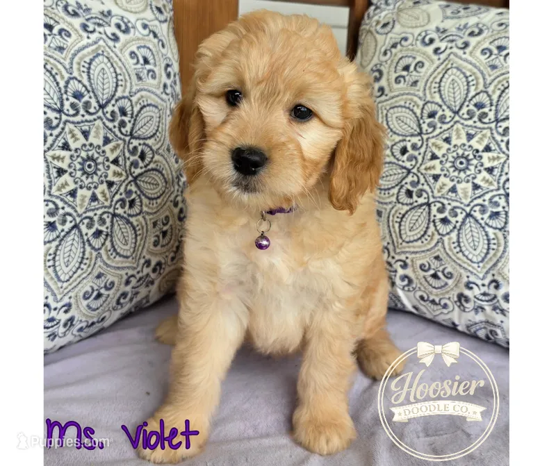 Violet – Goldendoodle puppy for sale in Bedford, IN