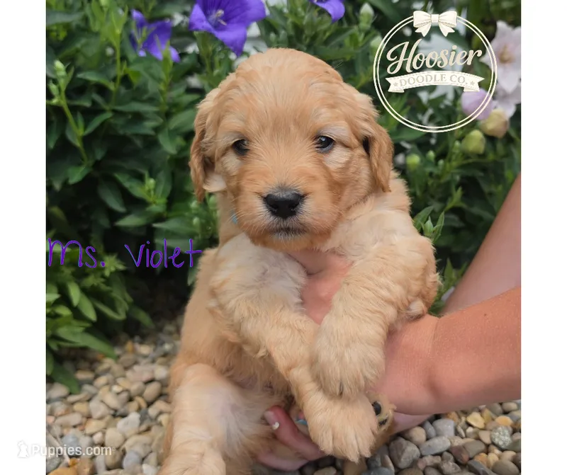 Violet – Goldendoodle puppy for sale in Bedford, IN