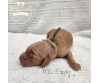 Poppy, a female Goldendoodle for sale in Bedford, IN – 5 of 6