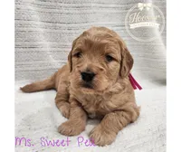 Sweet Pea, a female Goldendoodle for sale in Bedford, IN – 2 of 7