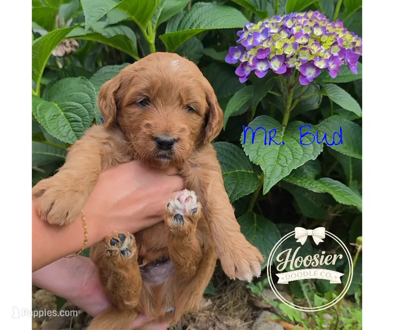 Bud – Goldendoodle puppy for sale in Bedford, IN