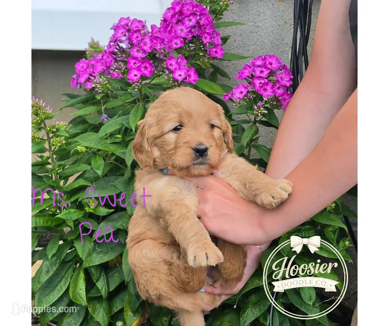 Sweet Pea – Goldendoodle puppy for sale in Bedford, IN