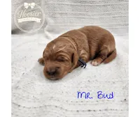 Bud, a male Goldendoodle for sale in Bedford, IN – 5 of 7
