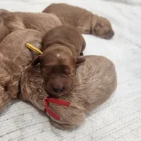 Daisy, a female Goldendoodle for sale in Bedford, IN – 7 of 7