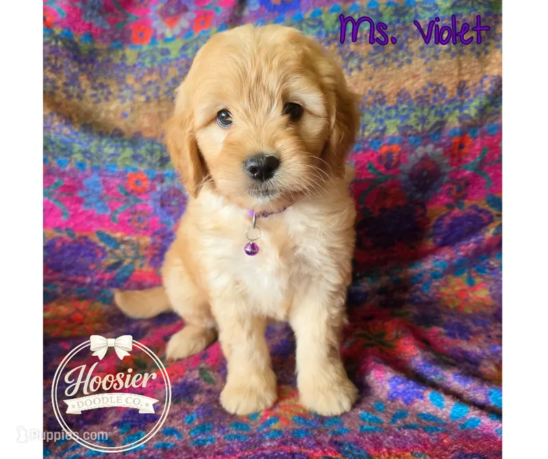 Violet – Goldendoodle puppy for sale in Bedford, IN