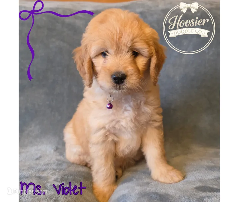 Violet – Goldendoodle puppy for sale in Bedford, IN
