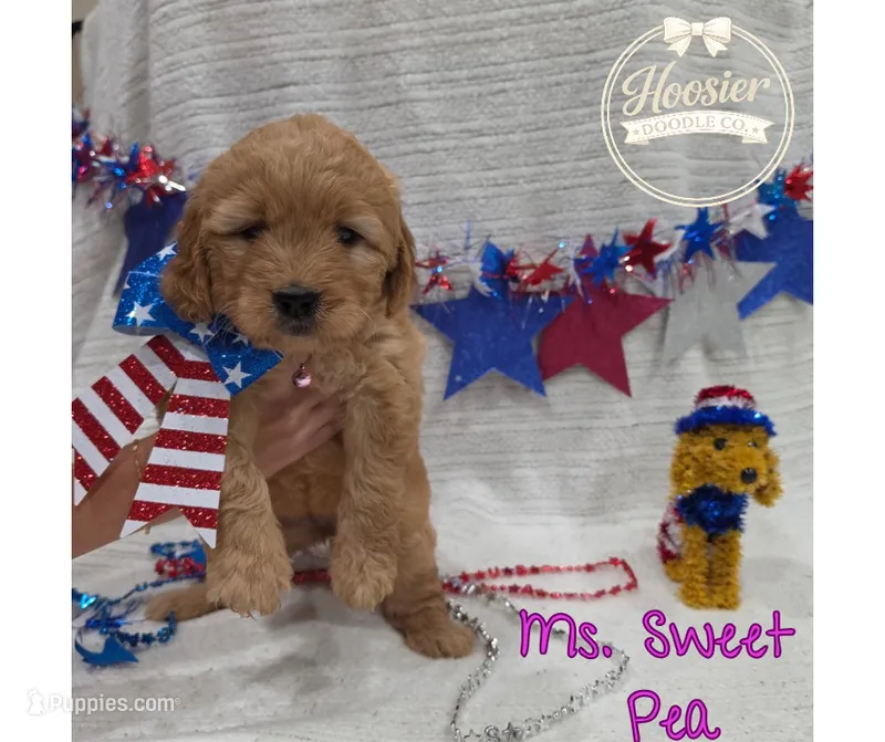 Sweet Pea – Goldendoodle puppy for sale in Bedford, IN