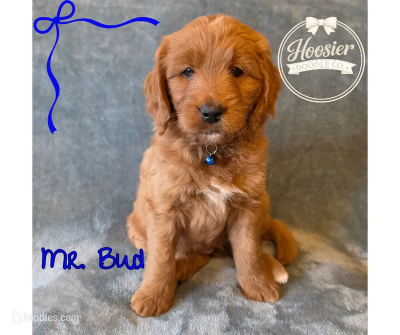 Bud – Goldendoodle puppy for sale in Bedford, IN