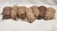 Violet, a female Goldendoodle for sale in Bedford, IN – 6 of 6