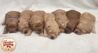 Bluebell, a female Goldendoodle for sale in Bedford, IN – 6 of 6