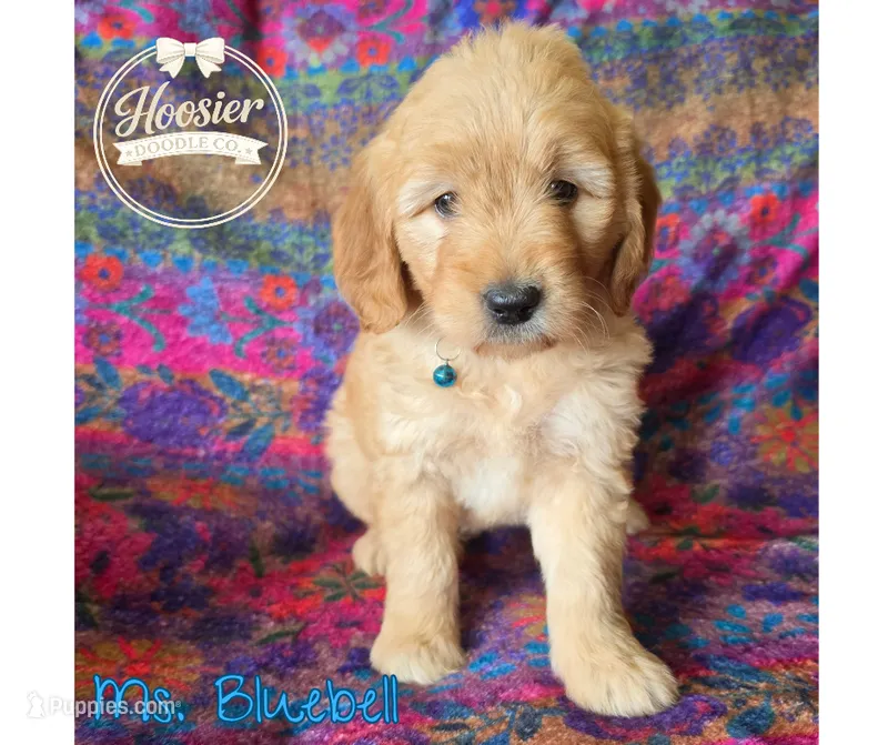 Bluebell – Goldendoodle puppy for sale in Bedford, IN