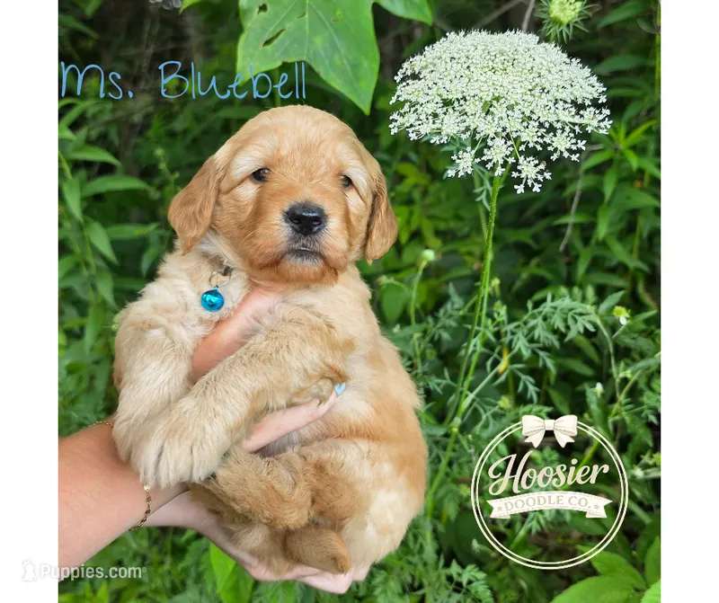 Bluebell – Goldendoodle puppy for sale in Bedford, IN