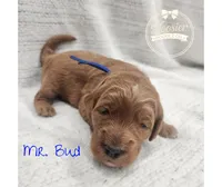 Bud, a male Goldendoodle for sale in Bedford, IN – 4 of 7