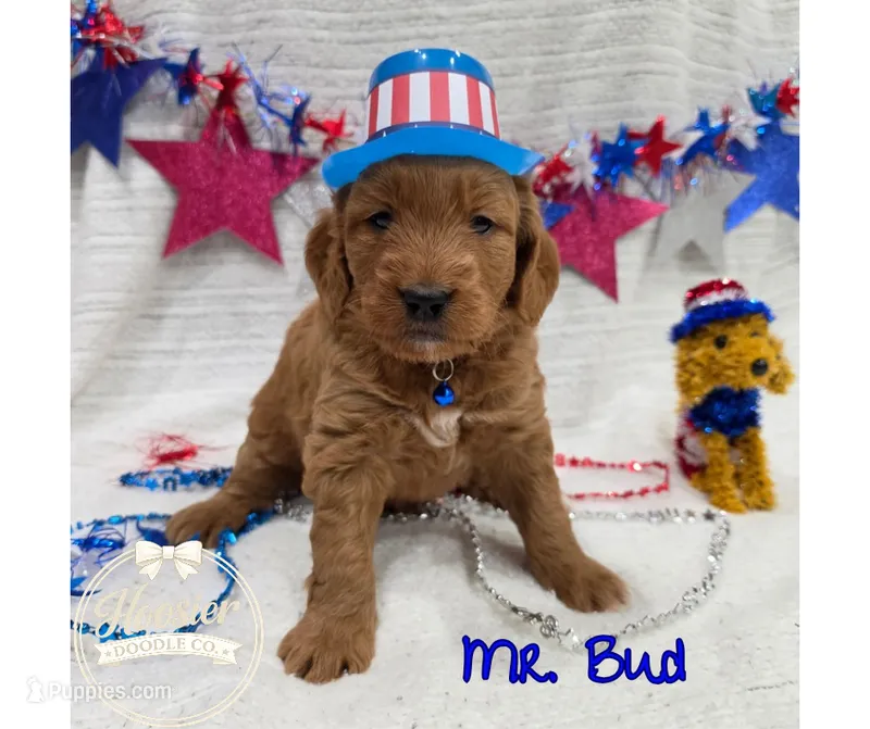 Bud – Goldendoodle puppy for sale in Bedford, IN