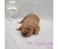 Sweet Pea, a female Goldendoodle for sale in Bedford, IN – 4 of 7