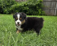 Yoda, a male Miniature Australian Shepherd for sale in Fort Worth, TX – 2 of 3
