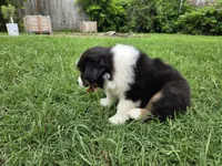 Rex, a male Miniature Australian Shepherd for sale in Fort Worth, TX – 3 of 3