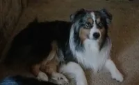 Bella, a female Miniature Australian Shepherd for sale in Fort Worth, TX – 4 of 5