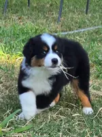 Bella, a female Miniature Australian Shepherd for sale in Fort Worth, TX – 2 of 5