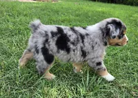 Moses, a male Miniature Australian Shepherd for sale in Fort Worth, TX – 3 of 3
