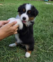 Bella, a female Miniature Australian Shepherd for sale in Fort Worth, TX – 2 of 3