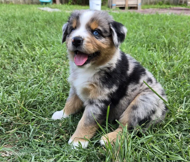 Moses – Miniature Australian Shepherd puppy for sale in Fort Worth, TX