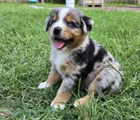Moses, a male Miniature Australian Shepherd for sale in Fort Worth, TX – 2 of 3