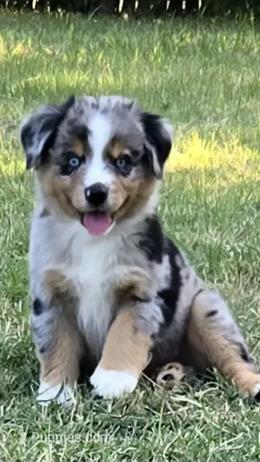 Moses – Miniature Australian Shepherd puppy for sale in Fort Worth, TX