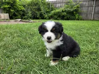 Mundi, a male Miniature Australian Shepherd for sale in Fort Worth, TX – 2 of 2