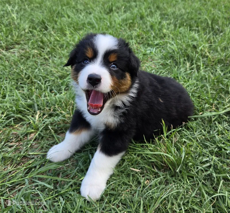 Bella – Miniature Australian Shepherd puppy for sale in Fort Worth, TX