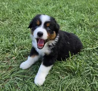 Bella, a female Miniature Australian Shepherd for sale in Fort Worth, TX – 1 of 3