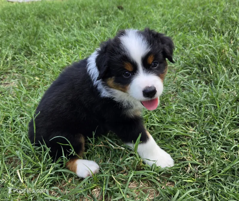 Bella – Miniature Australian Shepherd puppy for sale in Fort Worth, TX
