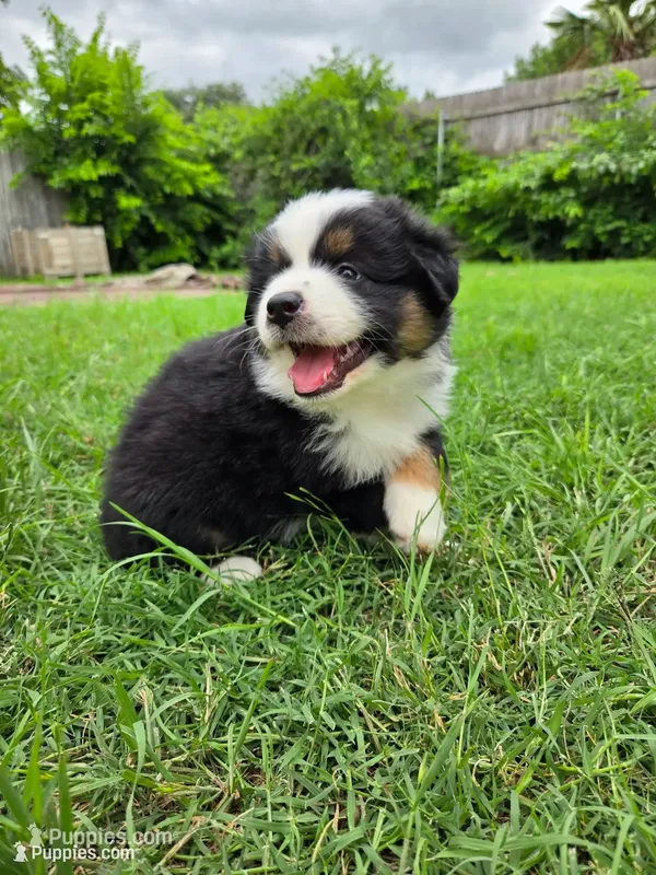 Mundi – Miniature Australian Shepherd puppy for sale in Fort Worth, TX