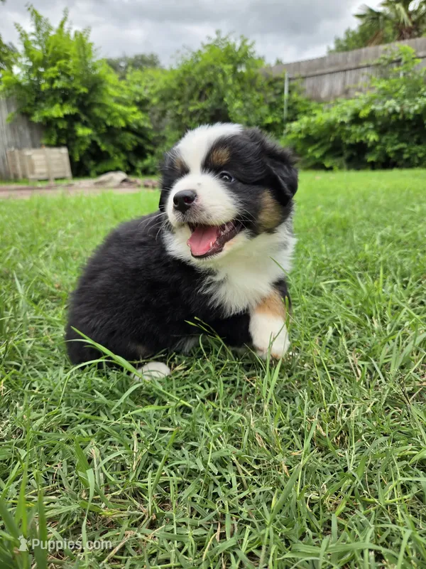 Mundi – Miniature Australian Shepherd puppy for sale in Fort Worth, TX
