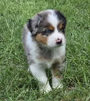 Charlie, a male Miniature Australian Shepherd for sale in Fort Worth, TX – 2 of 3